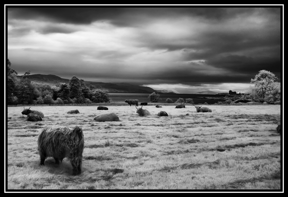 Scotland 2011   0795   Y   IMG 7411 s